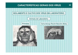 CARACTERÍSTICAS GERAIS DOS VÍRUSCARACTERÍSTICAS GERAIS DOS VÍRUS 4040
ISOLAMENTO E CULTIVO DOS VÍRUS EM LABORATÓRIO:
Camundongo Recém-Nascido (Baby)
Animais de Laboratório:
Primatas
 