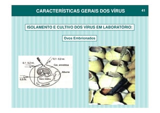 CARACTERÍSTICAS GERAIS DOS VÍRUSCARACTERÍSTICAS GERAIS DOS VÍRUS 4141
Ovos Embrionados
ISOLAMENTO E CULTIVO DOS VÍRUS EM LABORATÓRIO:
 