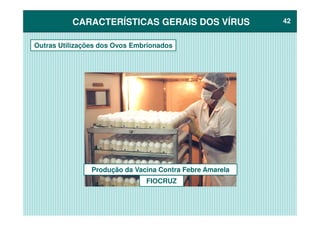 CARACTERÍSTICAS GERAIS DOS VÍRUSCARACTERÍSTICAS GERAIS DOS VÍRUS 4242
Outras Utilizações dos Ovos Embrionados
Produção da Vacina Contra Febre Amarela
FIOCRUZ
 