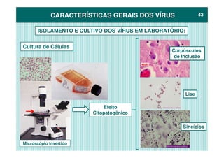 CARACTERÍSTICAS GERAIS DOS VÍRUSCARACTERÍSTICAS GERAIS DOS VÍRUS 4343
Cultura de Células
ISOLAMENTO E CULTIVO DOS VÍRUS EM LABORATÓRIO:
Corpúsculos
de Inclusão
Efeito
Citopatogênico
Lise
Sincícios
Microscópio Invertido
 