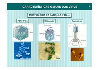 CARACTERÍSTICAS GERAIS DOS VÍRUSCARACTERÍSTICAS GERAIS DOS VÍRUS 55
MORFOLOGIA DA PATÍCULA VIRAL:
Poliédrica ComplexaHelicoidal
Adenovírus TMD
 