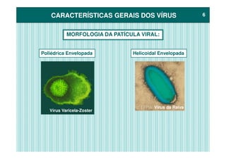 CARACTERÍSTICAS GERAIS DOS VÍRUSCARACTERÍSTICAS GERAIS DOS VÍRUS 66
MORFOLOGIA DA PATÍCULA VIRAL:
Poliédrica Envelopada Helicoidal Envelopada
Vírus Varicela-Zoster
Vírus da Raiva
 