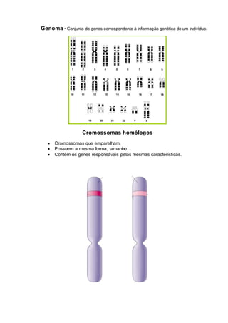 Genoma - Conjunto de genes correspondente à informação genética de um indivíduo.
Cromossomas homólogos
 Cromossomas que emparelham.
 Possuem a mesma forma, tamanho…
 Contém os genes responsáveis pelas mesmas características.
 