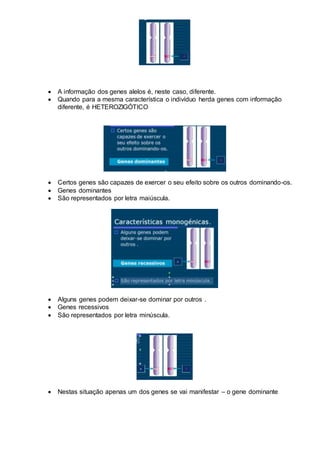  A informação dos genes alelos é, neste caso, diferente.
 Quando para a mesma característica o indivíduo herda genes com informação
diferente, é HETEROZIGÓTICO
 Certos genes são capazes de exercer o seu efeito sobre os outros dominando-os.
 Genes dominantes
 São representados por letra maiúscula.
 Alguns genes podem deixar-se dominar por outros .
 Genes recessivos
 São representados por letra minúscula.
 Nestas situação apenas um dos genes se vai manifestar – o gene dominante
 