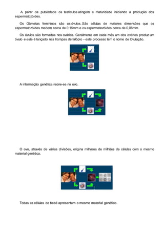 A partir da puberdade os testículos atingem a maturidade iniciando a produção dos
espermatozóides.
Os Gâmetas femininos são os óvulos. São células de maiores dimensões que os
espermatozóides medem cerca de 0,15mm e os espermatozóides cerca de 0,06mm.
Os óvulos são formados nos ovários. Geralmente em cada mês um dos ovários produz um
óvulo e este é lançado nas trompas de falópio - este processo tem o nome de Ovulação.
A informação genética reúne-se no ovo.
O ovo, através de várias divisões, origina milhares de milhões de células com o mesmo
material genético.
Todas as células do bebé apresentam o mesmo material genético.
 