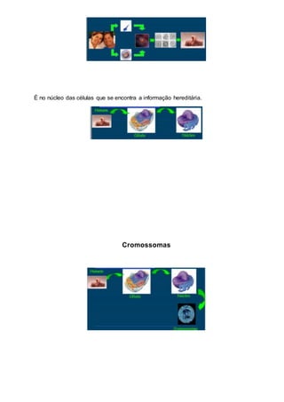 É no núcleo das células que se encontra a informação hereditária.
Cromossomas
 