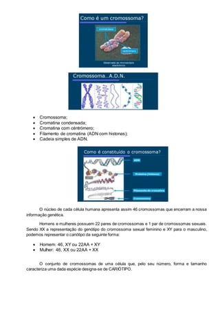  Cromossoma;
 Cromatina condensada;
 Cromatina com céntrómero;
 Filamento de cromatina (ADN com histonas);
 Cadeia simples de ADN.
O núcleo de cada célula humana apresenta assim 46 cromossomas que encerram a nossa
informação genética.
Homens e mulheres possuem 22 pares de cromossomas e 1 par de cromossomas sexuais.
Sendo XX a representação do genótipo do cromossoma sexual feminino e XY para o masculino,
podemos representar o cariótipo da seguinte forma:
 Homem: 46, XY ou 22AA + XY
 Mulher: 46, XX ou 22AA + XX
O conjunto de cromossomas de uma célula que, pelo seu número, forma e tamanho
caracteriza uma dada espécie designa-se de CARIÓTIPO.
 