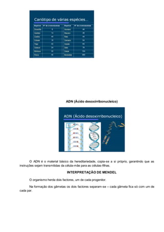 ADN (Ácido desoxirribonucleico)
O ADN é o material básico da hereditariedade, copia-se a si próprio, garantindo que as
instruções sejam transmitidas da célula-mãe para as células-filhas.
INTERPRETAÇÃO DE MENDEL
O organismo herda dois factores, um de cada progenitor.
Na formação dos gâmetas os dois factores separam-se – cada gâmeta fica só com um de
cada par.
 