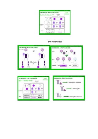 2º Cruzamento
 