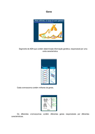 Gene
Segmento de ADN que contém determinada informação genética, responsável por uma
certa característica.
Cada cromossoma contém milhares de genes.
Os diferentes cromossomas contêm diferentes genes responsáveis por diferentes
características.
 