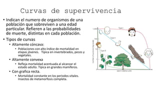 Curvas de supervivencia
• Indican el numero de organismos de una
población que sobreviven a una edad
particular. Refieren a las probabilidades
de muerte, distintas en cada población.
• Tipos de curvas
• Altamente cóncava:
• Poblaciones con alto índice de mortalidad en
etapas jóvenes. Típica en invertebrados, peces y
vegetales.
• Altamente convexa
• Refleja mortalidad acentuada al alcanzar el
estado adulto. Típica en grandes mamíferos.
• Con grafica recta.
• Mortalidad constante en los periodos vitales.
Insectos de metamorfosis completa.
 