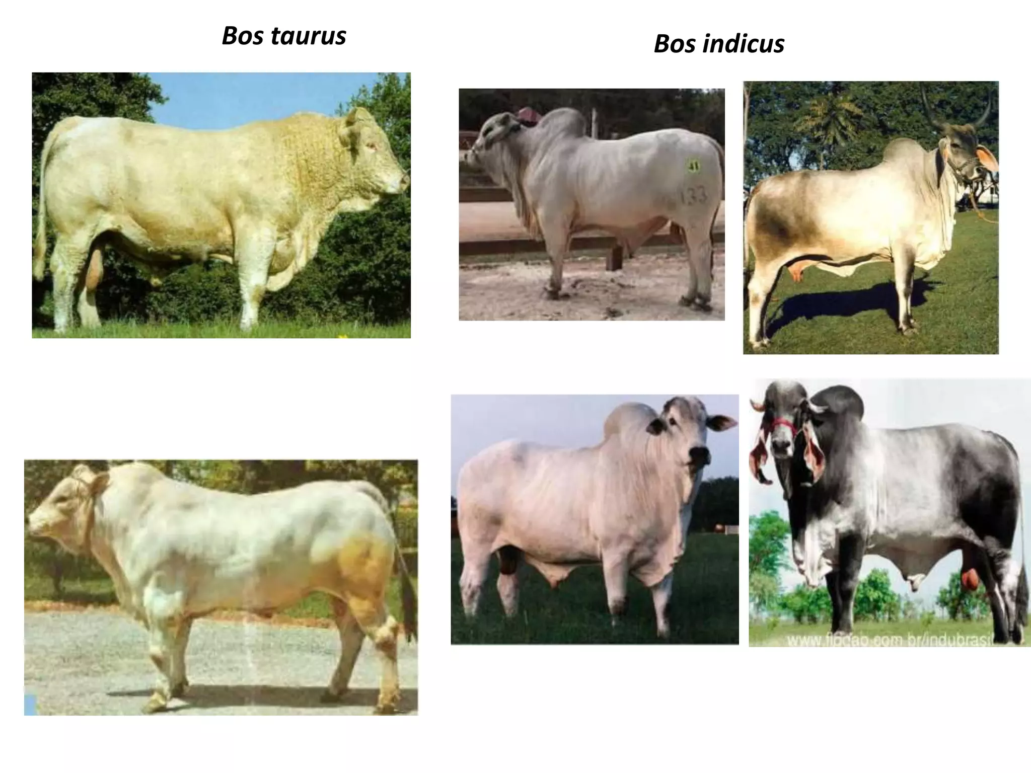 Características y diferencias entre bos taurus vs bos | PPT