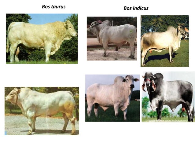 Características y diferencias entre bos taurus vs bos