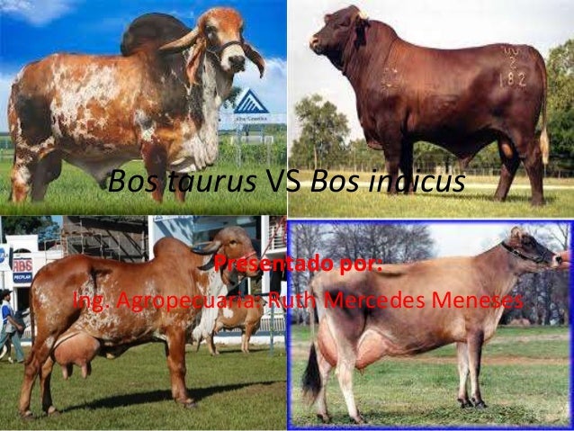 Características y diferencias entre bos taurus vs bos