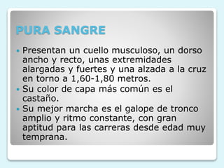 PURA SANGRE
 Presentan un cuello musculoso, un dorso
ancho y recto, unas extremidades
alargadas y fuertes y una alzada a la cruz
en torno a 1,60-1,80 metros.
 Su color de capa más común es el
castaño.
 Su mejor marcha es el galope de tronco
amplio y ritmo constante, con gran
aptitud para las carreras desde edad muy
temprana.
 