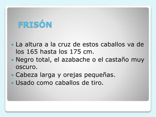 FRISÓN
 La altura a la cruz de estos caballos va de
los 165 hasta los 175 cm.
 Negro total, el azabache o el castaño muy
oscuro.
 Cabeza larga y orejas pequeñas.
 Usado como caballos de tiro.
 