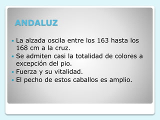ANDALUZ
 La alzada oscila entre los 163 hasta los
168 cm a la cruz.
 Se admiten casi la totalidad de colores a
excepción del pio.
 Fuerza y su vitalidad.
 El pecho de estos caballos es amplio.
 