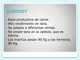 CHEVIOT
 Raza productora de carne.
 Alto rendimiento en lana.
 Se adapta a diferentes climas.
 No posee lana en la cabeza, que es
blanca.
 Los machos pesan 90 Kg y las hembras
80 Kg.
 