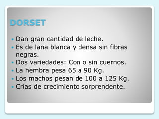 DORSET
 Dan gran cantidad de leche.
 Es de lana blanca y densa sin fibras
negras.
 Dos variedades: Con o sin cuernos.
 La hembra pesa 65 a 90 Kg.
 Los machos pesan de 100 a 125 Kg.
 Crías de crecimiento sorprendente.
 