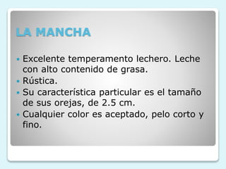 LA MANCHA
 Excelente temperamento lechero. Leche
con alto contenido de grasa.
 Rústica.
 Su característica particular es el tamaño
de sus orejas, de 2.5 cm.
 Cualquier color es aceptado, pelo corto y
fino.
 