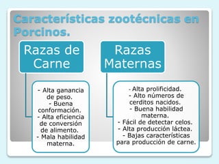 Características zootécnicas en
Porcinos.
Razas de
Carne
- Alta ganancia
de peso.
- Buena
conformación.
- Alta eficiencia
de conversión
de alimento.
- Mala habilidad
materna.
Razas
Maternas
- Alta prolificidad.
- Alto números de
cerditos nacidos.
- Buena habilidad
materna.
- Fácil de detectar celos.
- Alta producción láctea.
- Bajas características
para producción de carne.
 