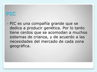 PIC
 PIC es una compañía grande que se
dedica a producir genética. Por lo tanto
tiene cerdos que se acomodan a muchos
sistemas de crianza, y de acuerdo a las
necesidades del mercado de cada zona
geográfica.
 