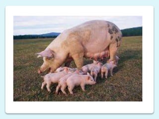 Características zootécnicas 