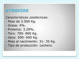 AYRSHIRE
Características zootécnicas:
 Peso de 3.500 Kg.
 Grasa: 4%.
 Proteína: 3.29%.
 Toro: 700- 800 Kg.
 Vaca: 500- 600 Kg.
 Peso al nacimiento: 31- 35 Kg.
 Tipo de producción: Lechero.
 