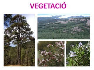 VEGETACIÓ
 