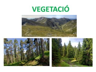 VEGETACIÓ
 