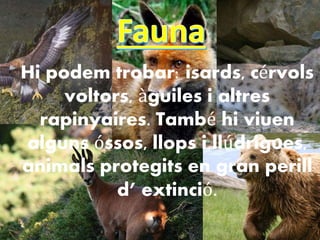 Hi podem trobar: isards, cérvols
voltors, àguiles i altres
rapinyaires. També hi viuen
alguns óssos, llops i llúdrigues,
animals protegits en gran perill
d’ extinció.
 