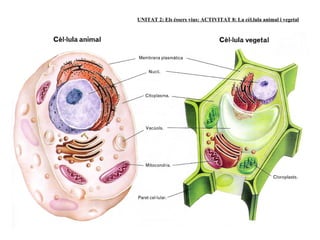 UNITAT 2: Els éssers vius: ACTIVITAT 8: La cèl.lula animal i vegetal
 