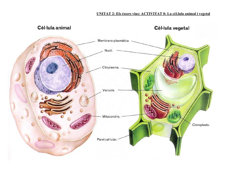 Resultado de imagen de cèl·lula animal i vegetal