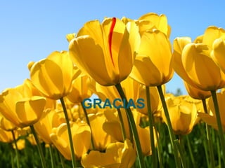 GRACIAS
 