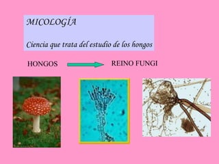 MICOLOGÍA
Ciencia que trata del estudio de los hongos
HONGOS REINO FUNGI
 