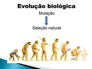 Evolução biológica
       Mutação


    Seleção natural
 