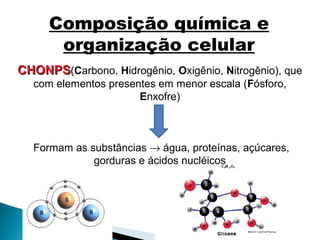 Composição química e
       organização celular
CHONPS(Carbono, Hidrogênio, Oxigênio, Nitrogênio), que
   com elementos presentes em menor escala (Fósforo,
                       Enxofre)



  Formam as substâncias → água, proteínas, açúcares,
             gorduras e ácidos nucléicos
 
