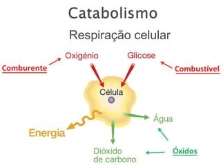 Respiração celular
 