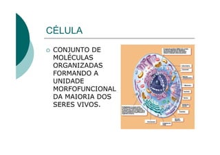 CÉLULA
 CONJUNTO DE
 MOLÉCULAS
 ORGANIZADAS
 FORMANDO A
 UNIDADE
 MORFOFUNCIONAL
 DA MAIORIA DOS
 SERES VIVOS.
 