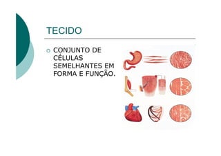 TECIDO
 CONJUNTO DE
 CÉLULAS
 SEMELHANTES EM
 FORMA E FUNÇÃO.
 