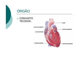 ÓRGÃO
 CONJUNTO DE
 TECIDOS.
 
