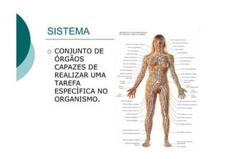 SISTEMA
 CONJUNTO DE
 ÓRGÃOS
 CAPAZES DE
 REALIZAR UMA
 TAREFA
 ESPECÍFICA NO
 ORGANISMO.
 