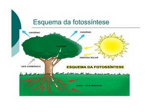 Esquema da fotossíntese
 