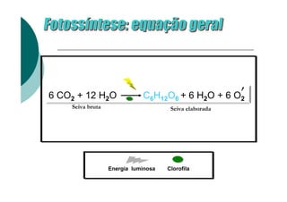 6 CO2 + 12 H2O               C6H12O6 + 6 H2O + 6 O2
    Seiva bruta                       Seiva elaborada




                  Energia luminosa   Clorofila
 