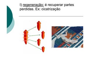 I) regeneração: é recuperar partes
perdidas. Ex: cicatrização
 