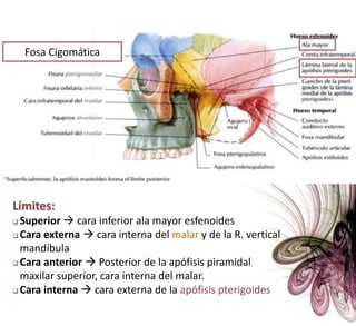 Foseta lagrimal  glándula lagrimalPARED INFERIORCara sup. Apof. piramidal (max. sup)