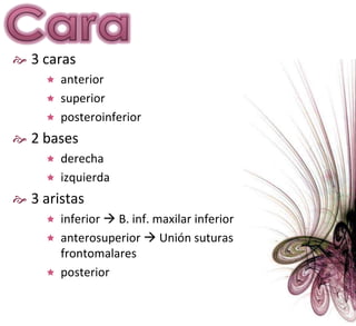 Cara3 carasanteriorsuperiorposteroinferior2 basesderechaizquierda3 aristasinferior B. inf. maxilar inferioranterosuperior Unión suturas frontomalaresposterior