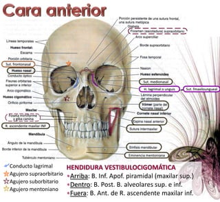 TemporomalarSuturasBases