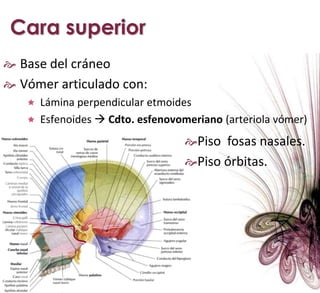 Cara anteriorConducto lagrimalAgujero supraorbitarioAgujero suborbitarioAgujero mentonianoSut. frontonasalSut. medionasalSut. fmaxilounguealH. lagrimal o unguisFoseta mirtiforme y giba caninaR. ascendente maxilar INFEminencia mentonianaHENDIDURA VESTIBULOCIGOMÁTICAArriba: B. Inf. Apof. piramidal (maxilar sup.)