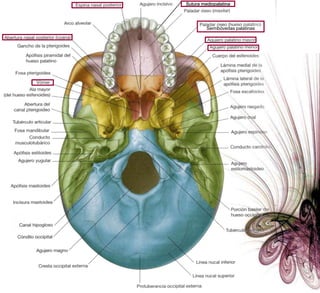Fuera: B. Ant. de R. ascendente maxilar inf.Cara superiorBase del cráneoVómer articulado con:Lámina perpendicular etmoidesEsfenoides Cdto. esfenovomeriano (arteriola vómer)Piso fosas nasales.